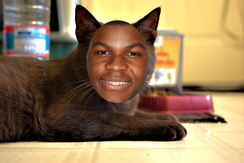 Illustration for article titled Cats That Look Like the Entire Cast of Star Wars